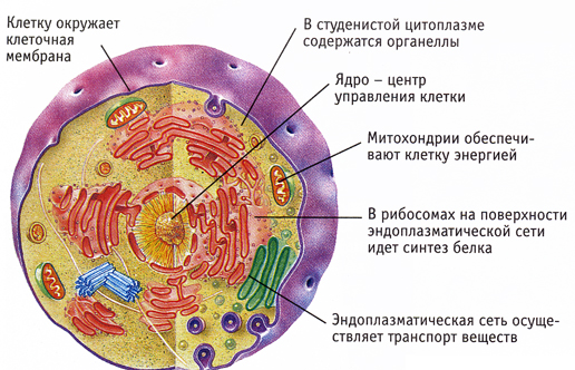 What is eukaryote: definition of a concept, structural features