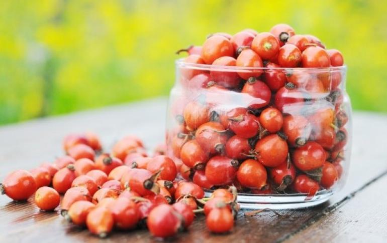 Rosehip during pregnancy: useful properties and contraindications